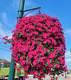 Artificial Trailing Flower Vine 90cm, UV Resistant, 44 Blooms