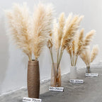 Dried Pampas Grass Plumes, Set of 10 Natural Decorative Stems