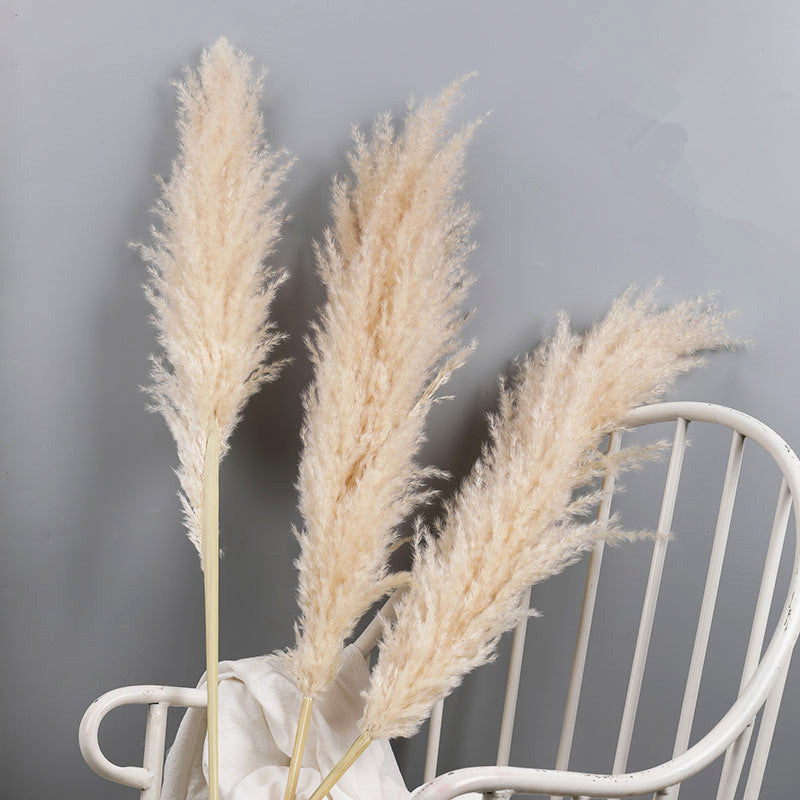Dried Pampas Grass Plumes, Set of 10 Natural Decorative Stems