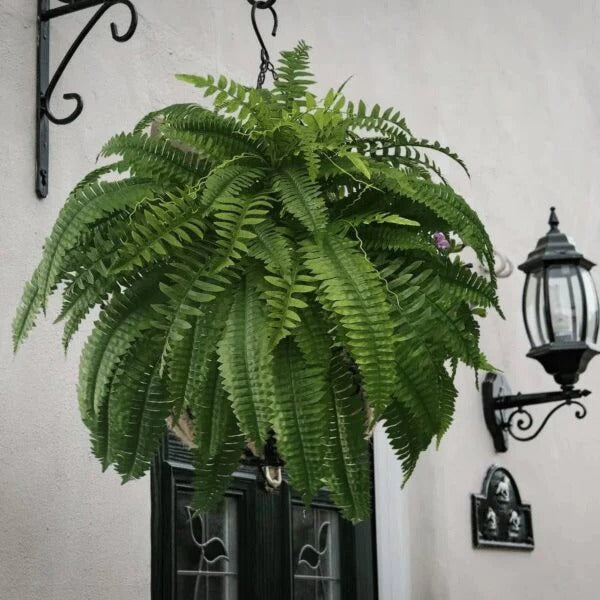 Artificial Trailing Fern, UV Resistant PVC, Indoor and Outdoor