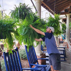 Artificial Fern for Outdoors, 18 Branches, UV Protected
