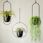 Wall Mounted Hanging Planter in Black or Gold Metal Hoop