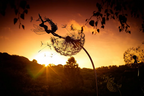 Metal Garden Stake with Fairy and Dandelion Design, 65cm Tall