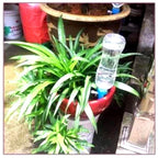 Adjustable Plant Self-Watering Spikes, Set of 12 Bottle Drippers