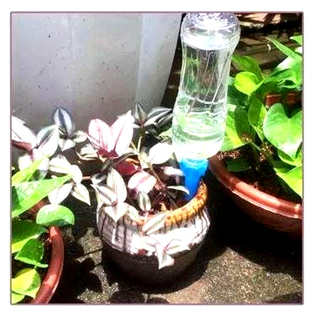 Adjustable Plant Self-Watering Spikes, Set of 12 Bottle Drippers